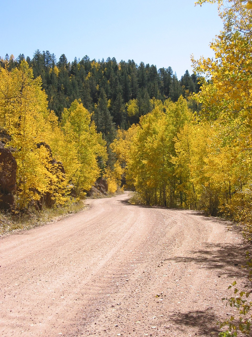 aspen colorado forest free photo