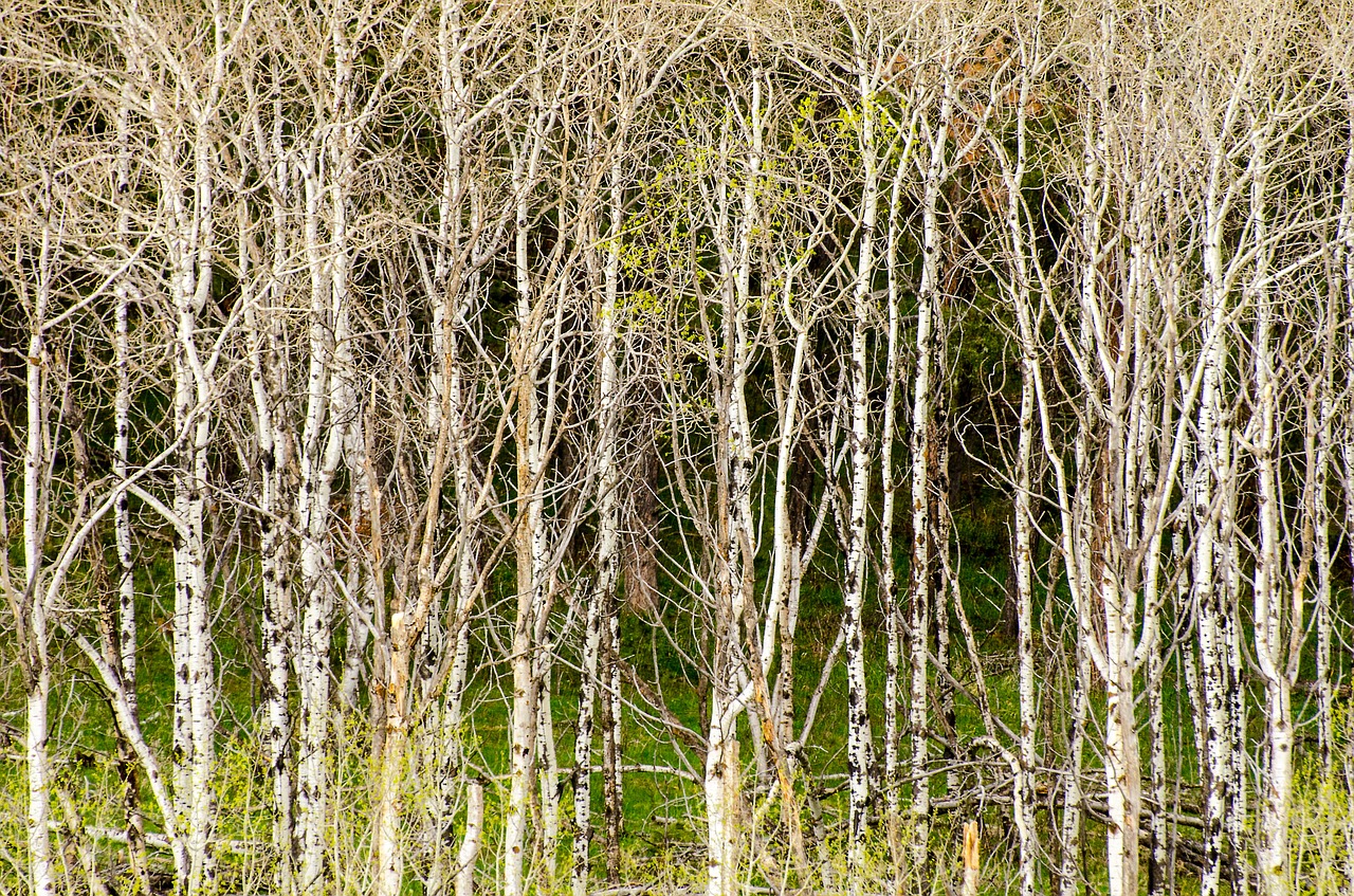 aspen trees tree grove background free photo