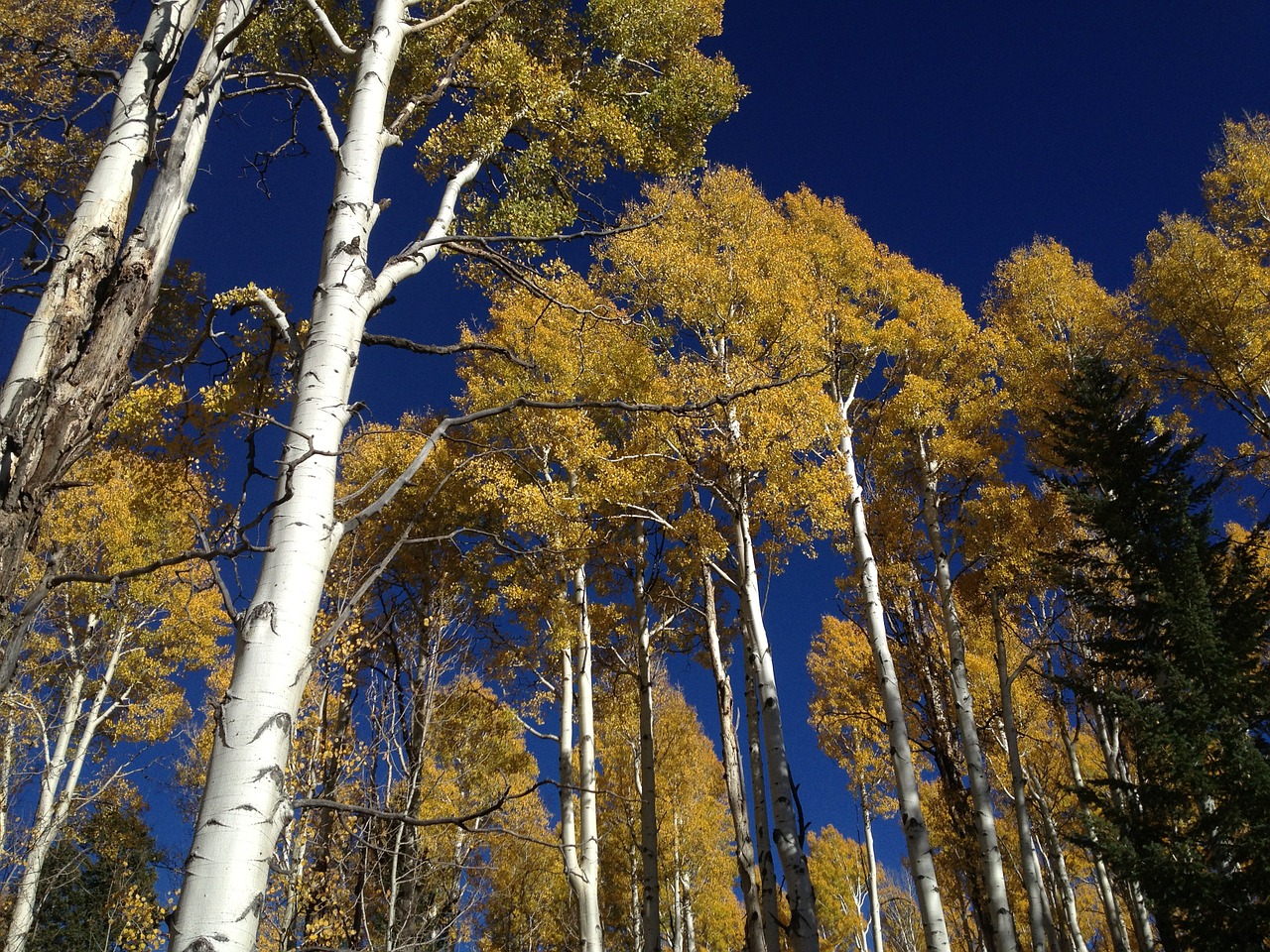 aspen trees forest trees free photo