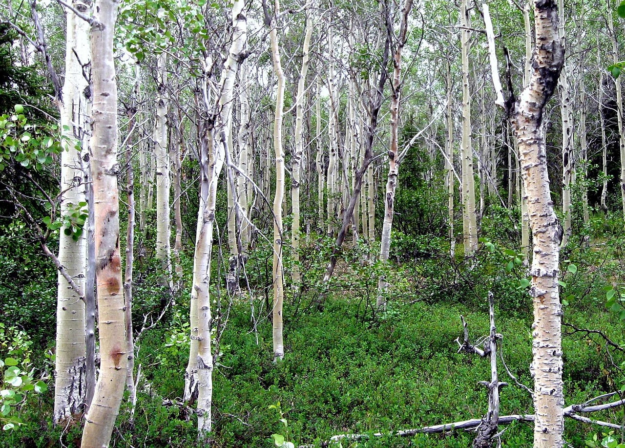 aspen trees grove forest free photo