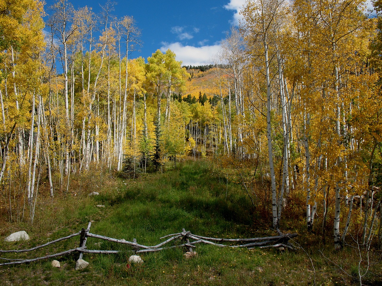 aspens crested butte autumn free photo
