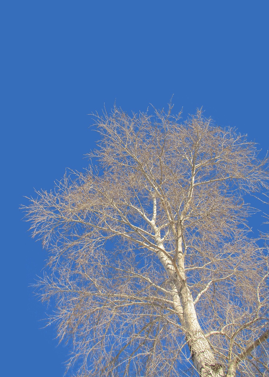 aspens  blue sky  no cloud free photo