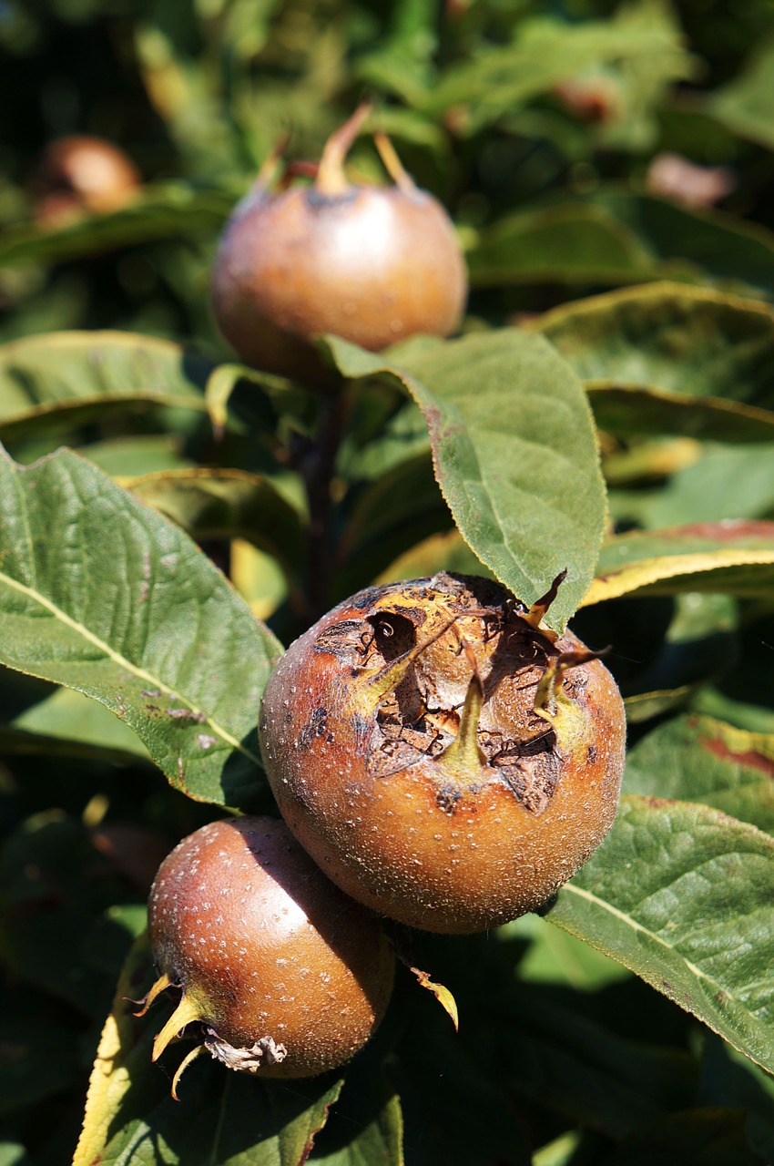 asperl medlar tree free photo