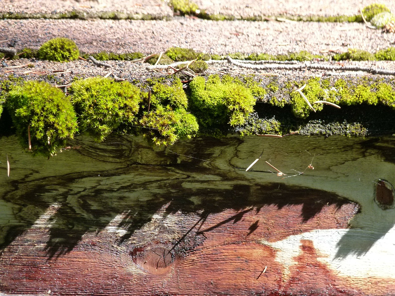 asphalt shindles moss covered free photo