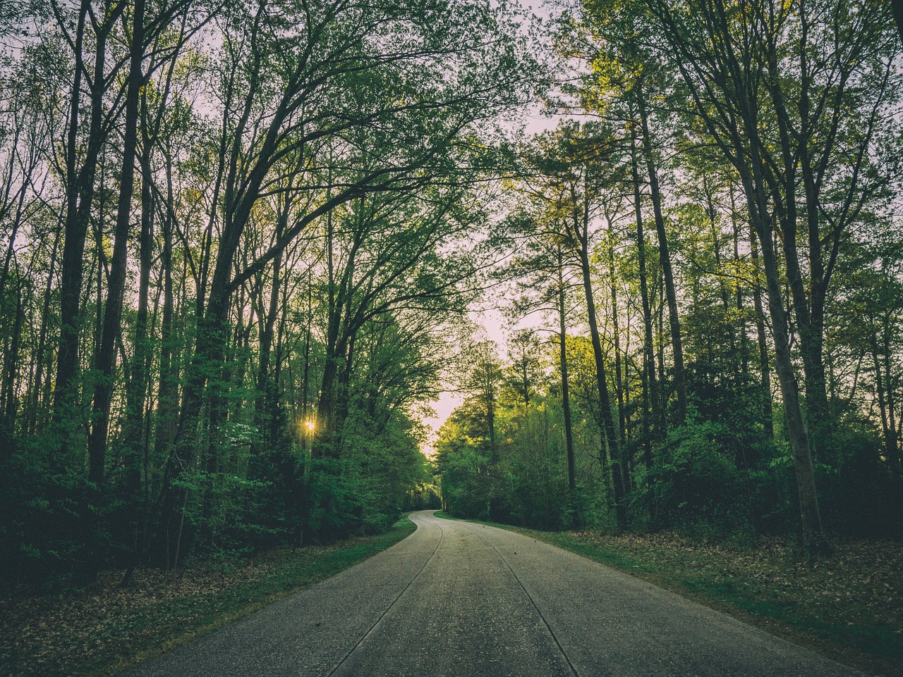 asphalt branches forest free photo