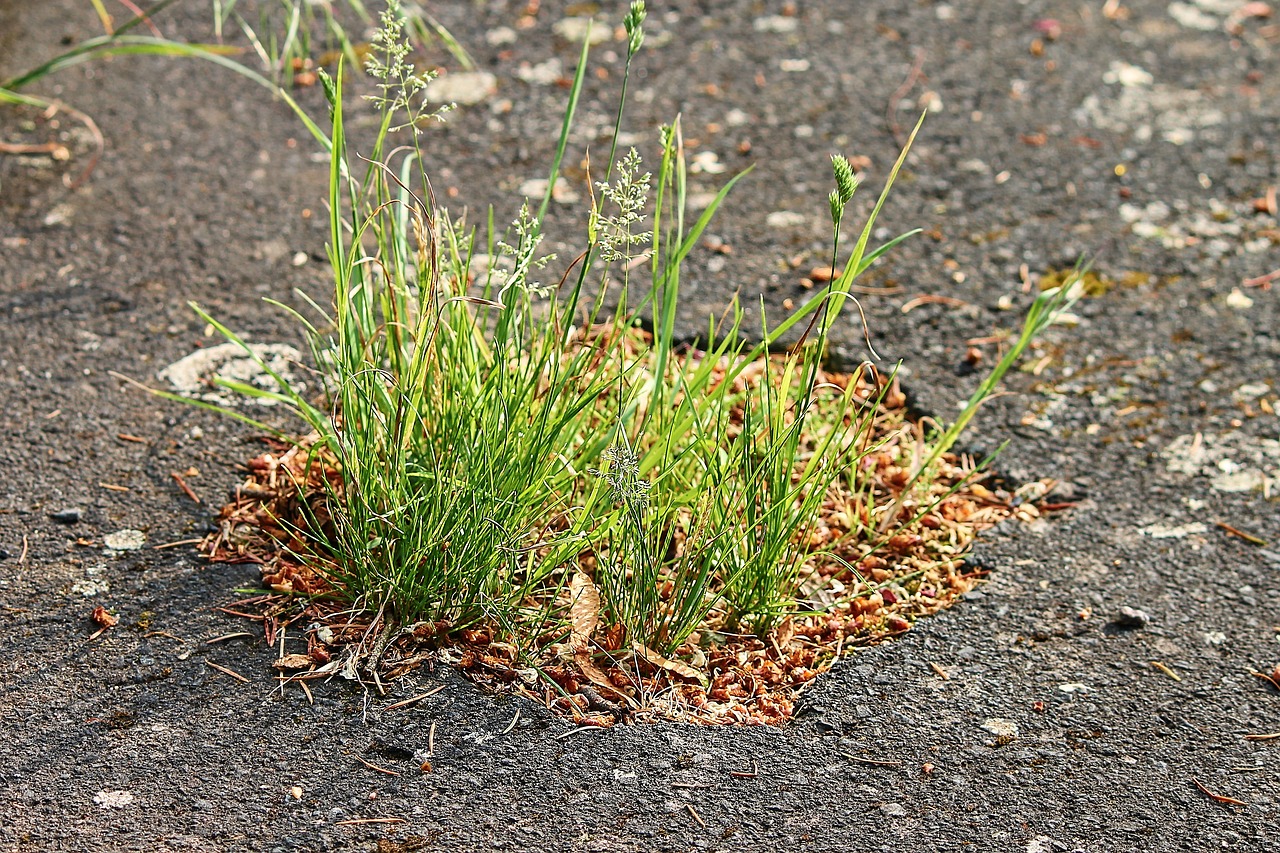 asphalt  grass  road free photo