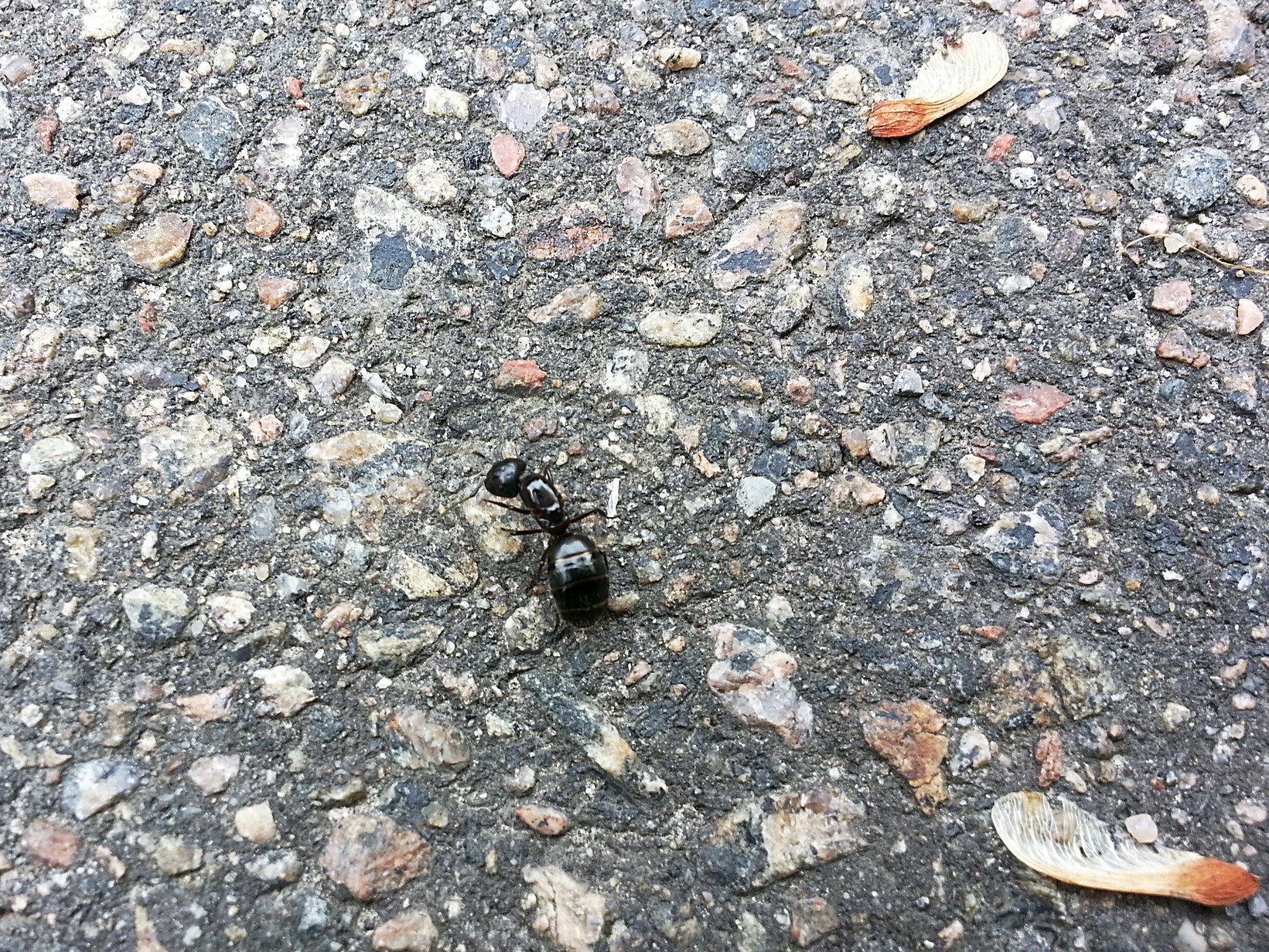asphalt parking ant free photo