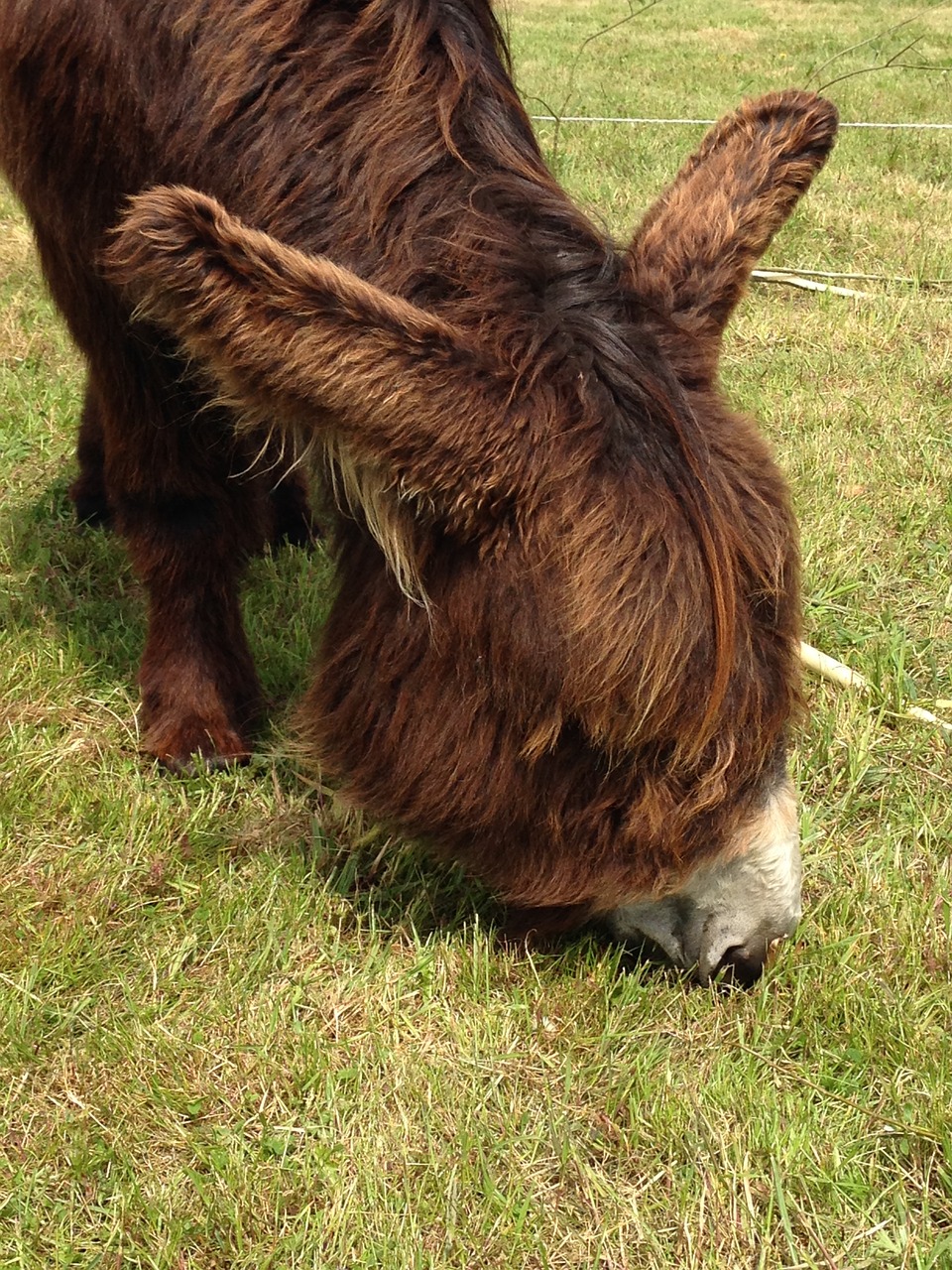 ass browser grass free photo