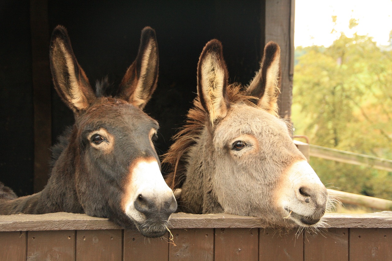 donkeys animals duo free photo