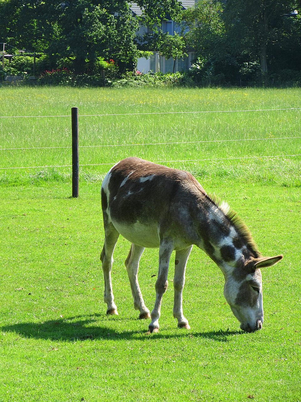 ass animal meadow free photo