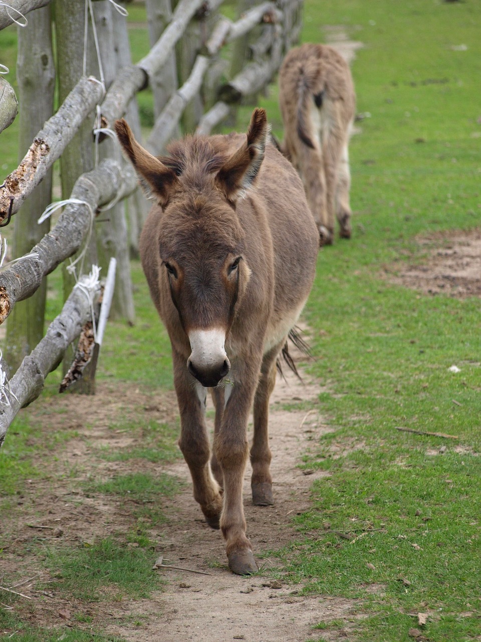 ass animal pen free photo