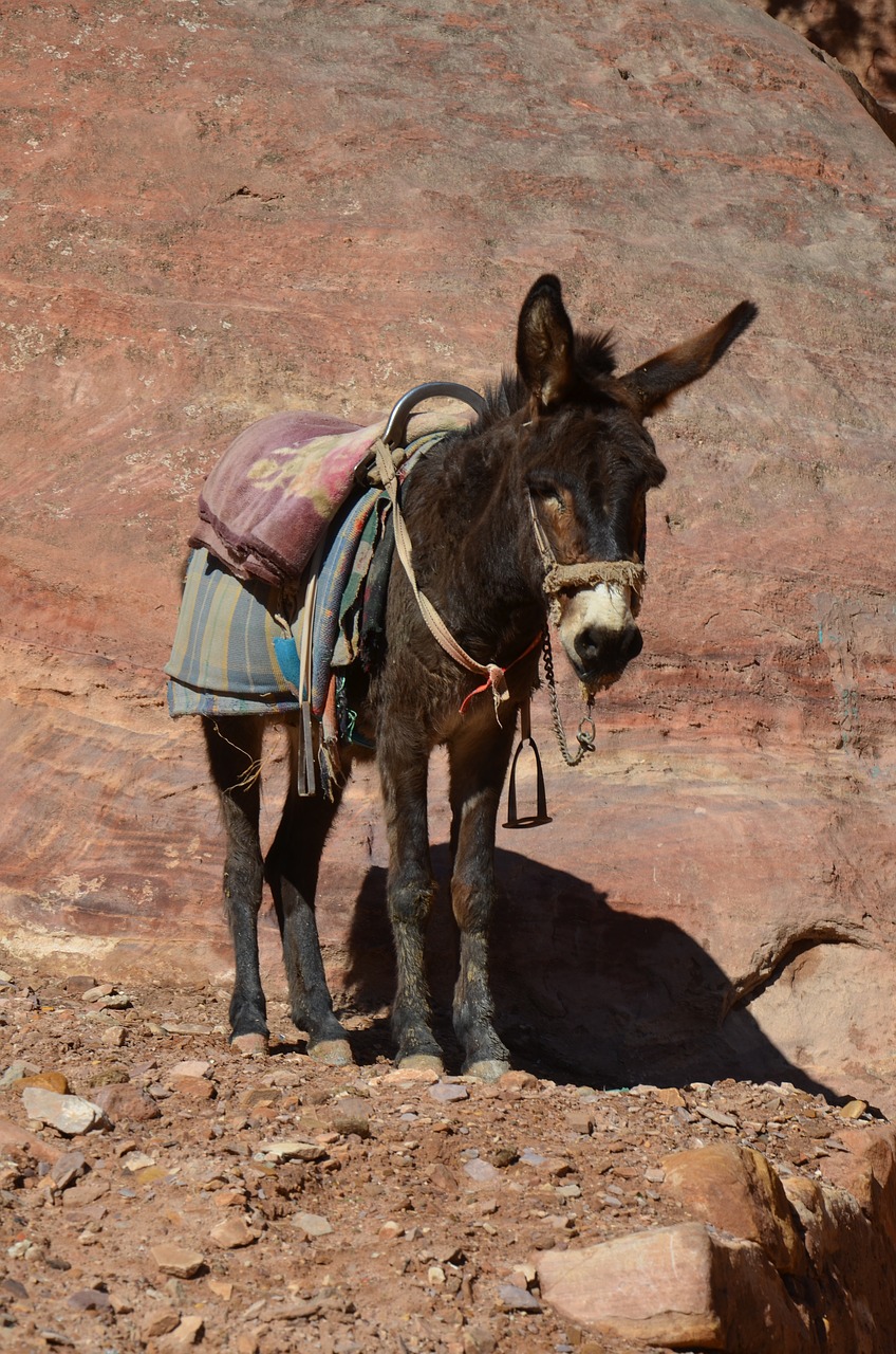 ass animal donkey free photo
