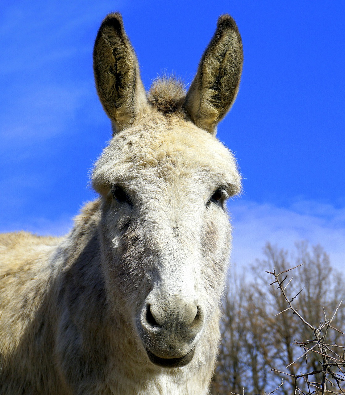 ass donkey equine free photo