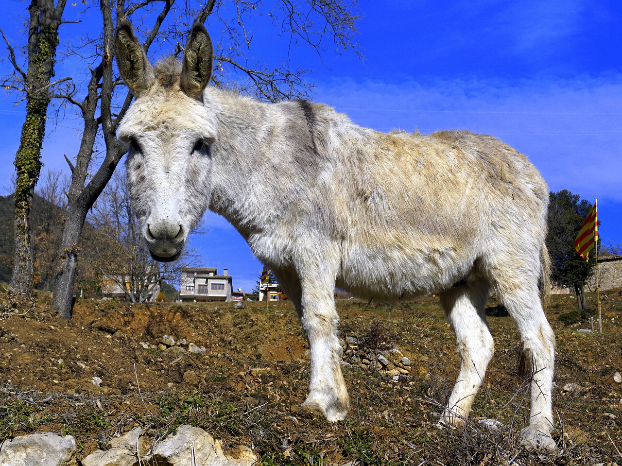 ass donkey equine free photo