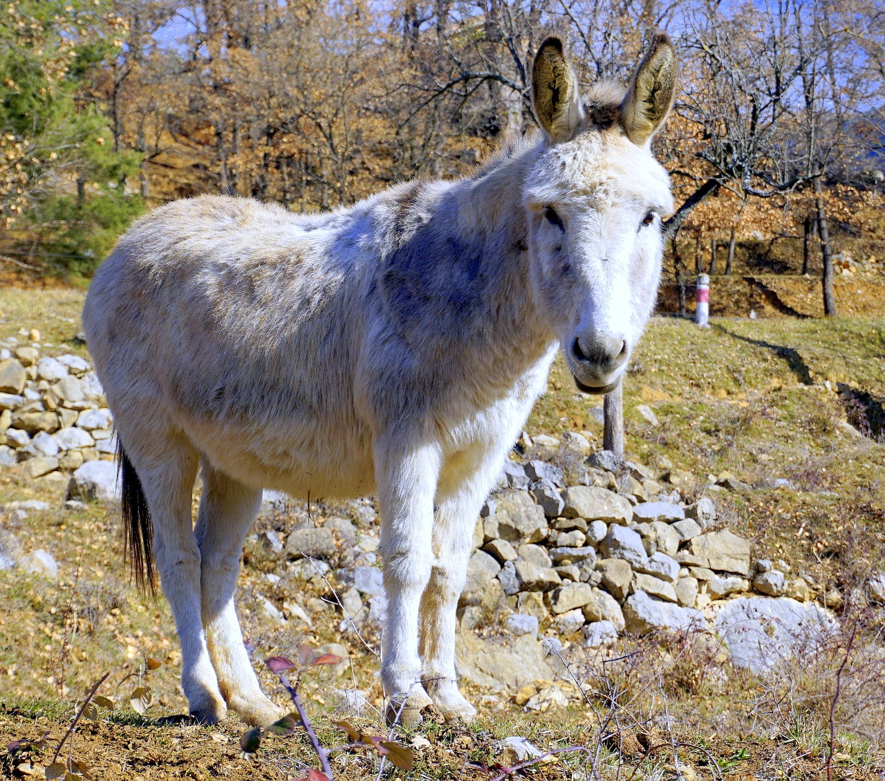 ass  animal  donkey free photo