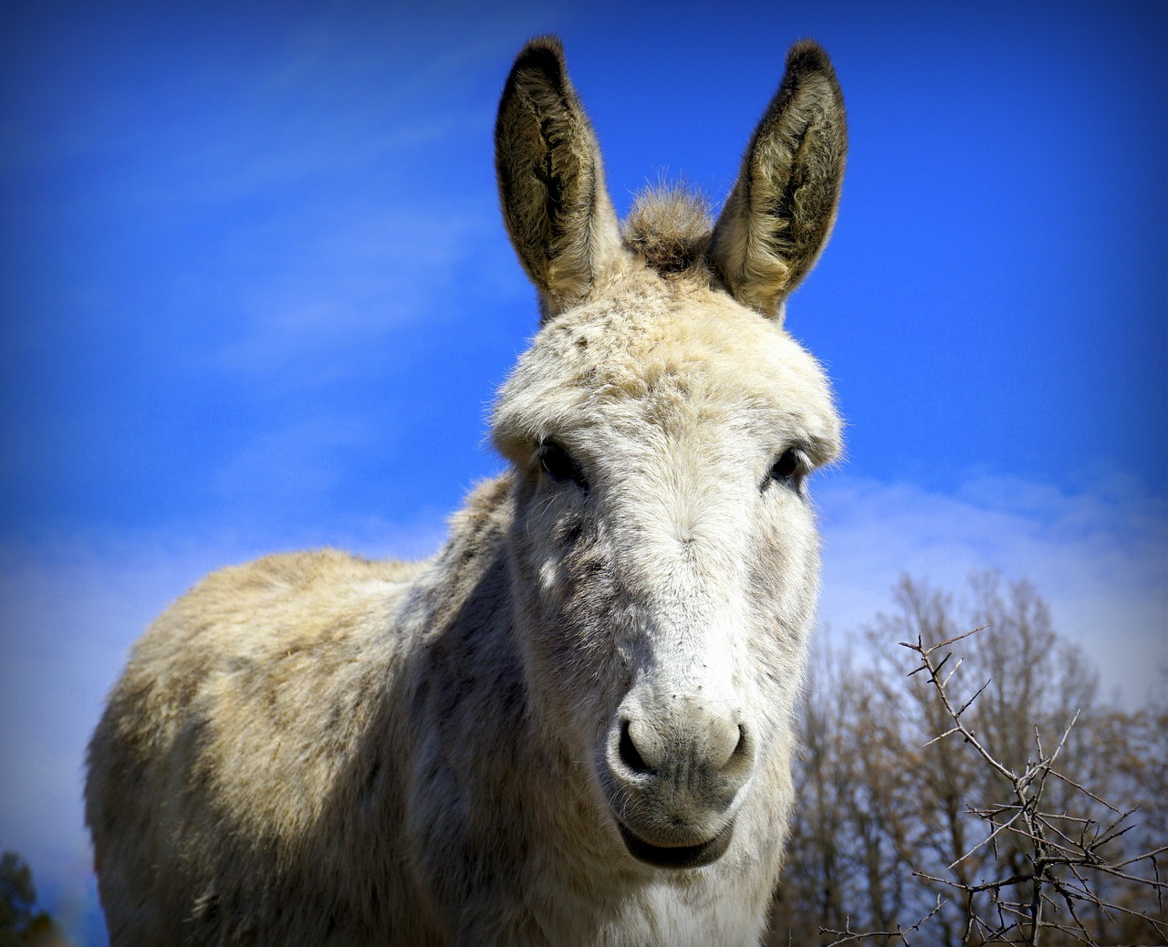 ass  donkey  white free photo