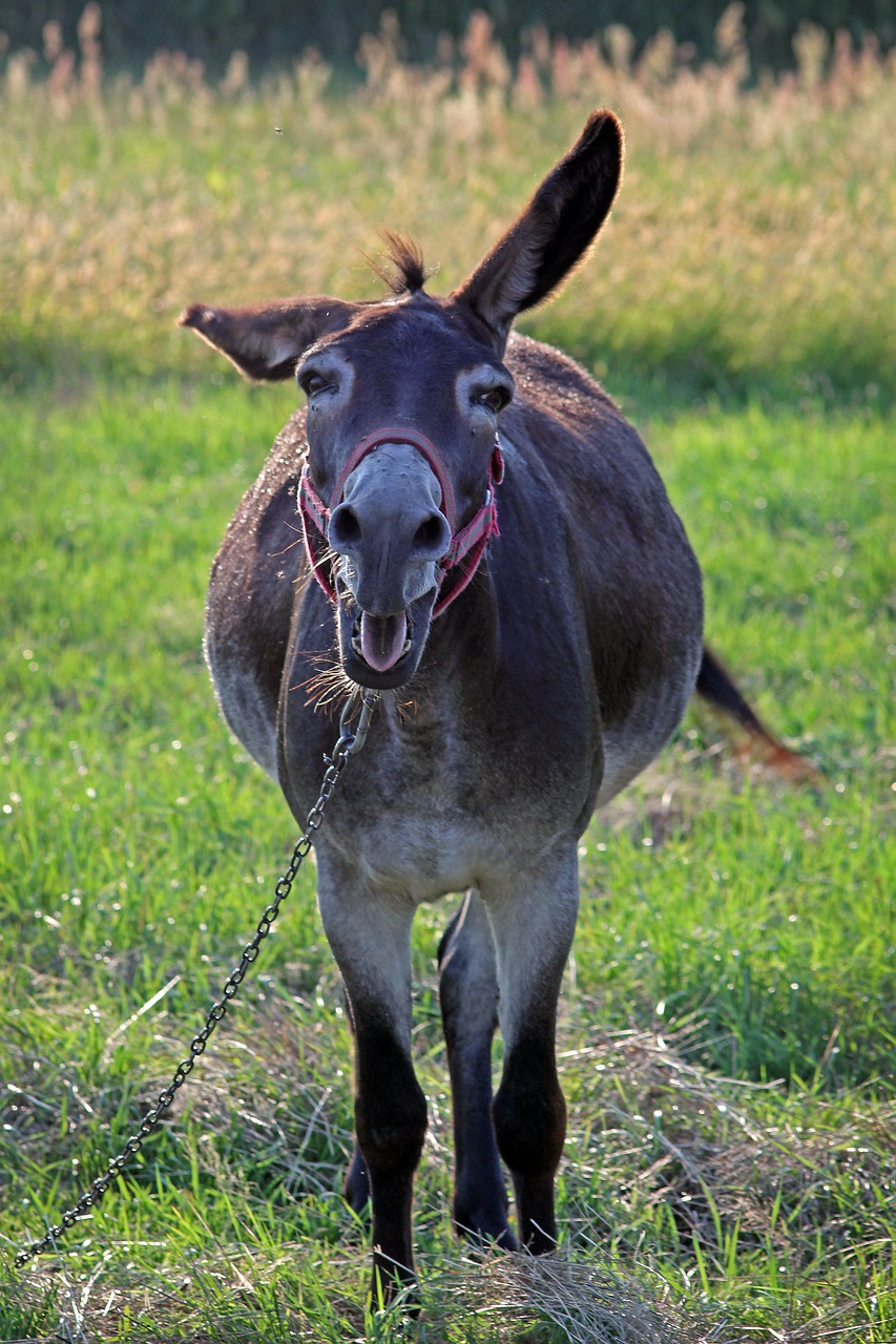 ass  donkey  roar free photo