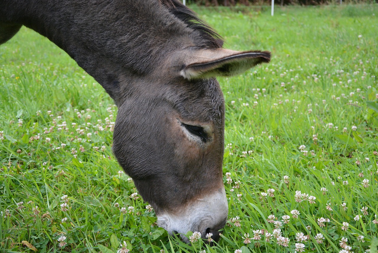 ass eating grass herbivore free photo