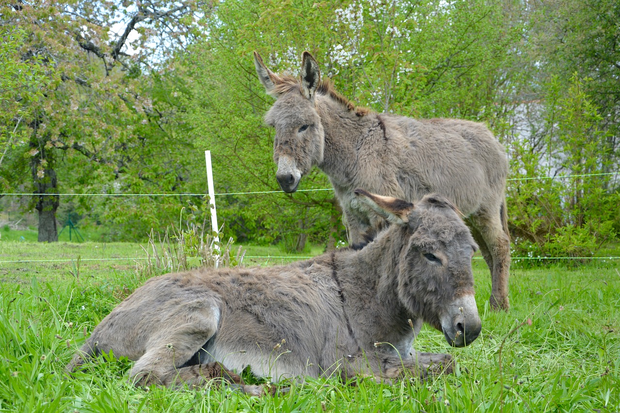 ass lying down donkey standing complicity free photo