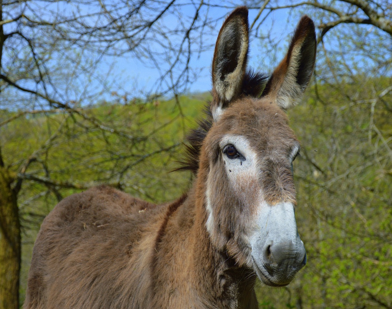 ass of the cotentin animal equine free photo