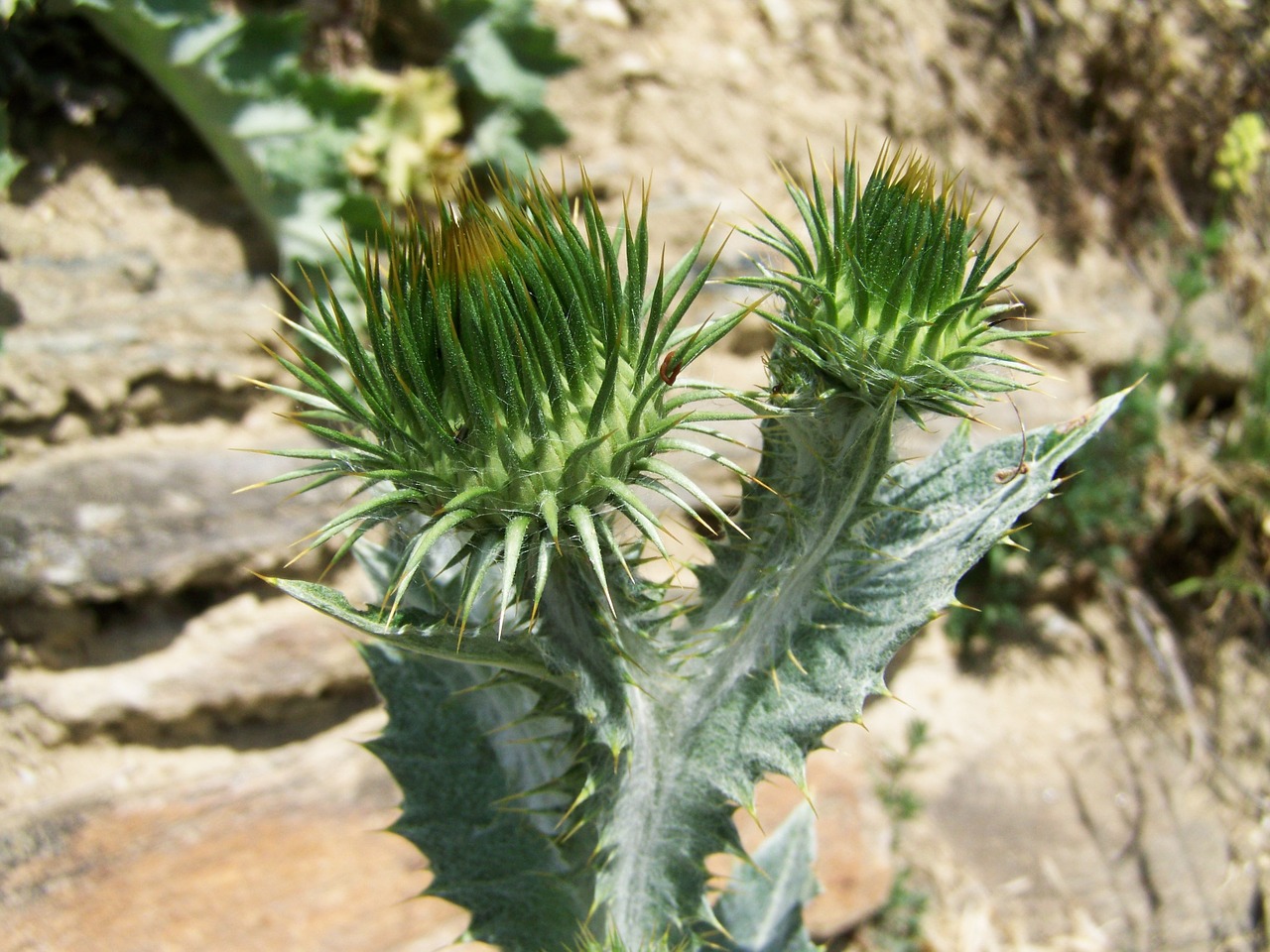 ass weed wildflower nature free photo