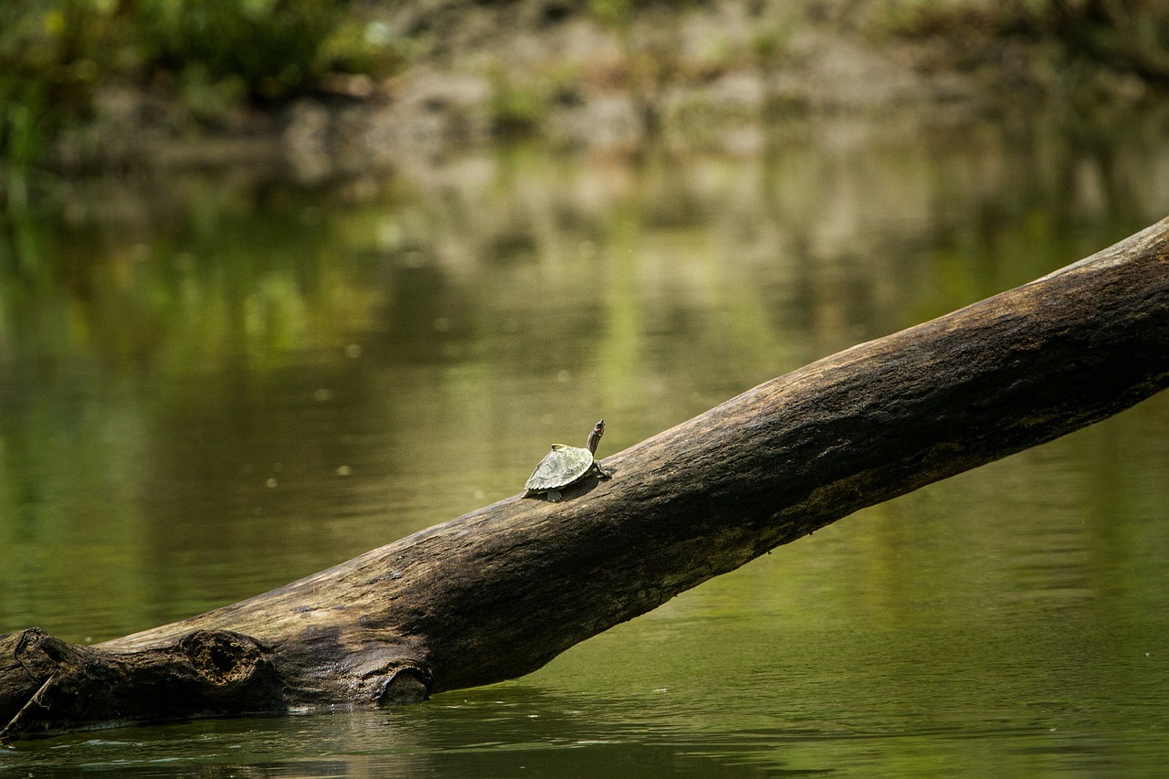 assam turtle roofed free photo