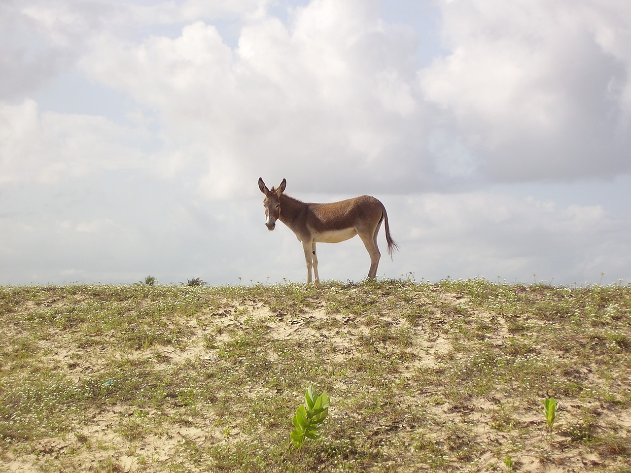 asses landscape nature free photo