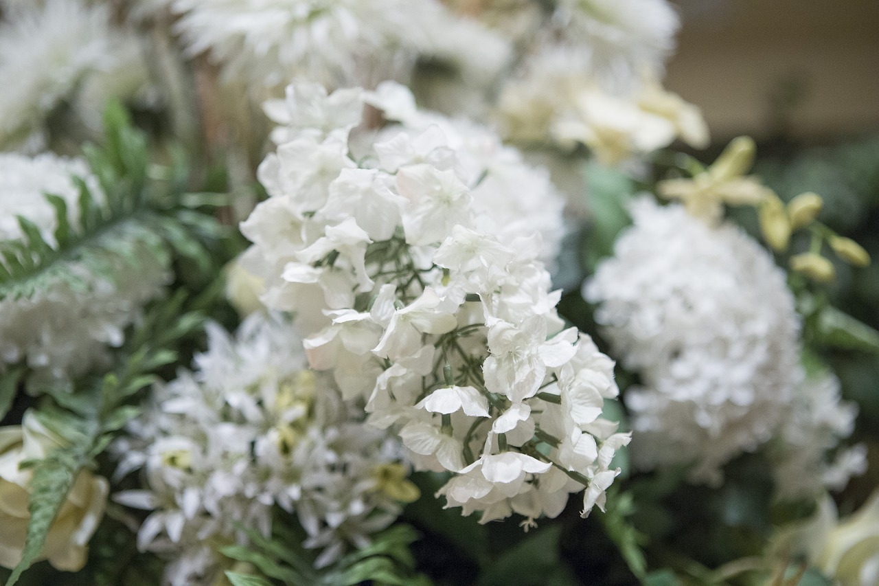 assorted  white  flowers free photo