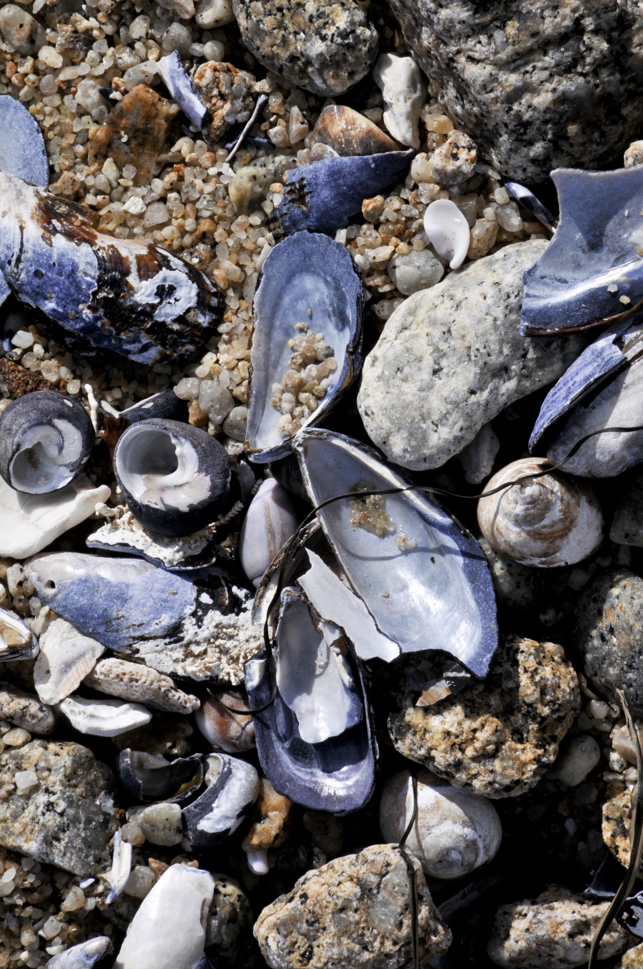 shells shell mussels free photo