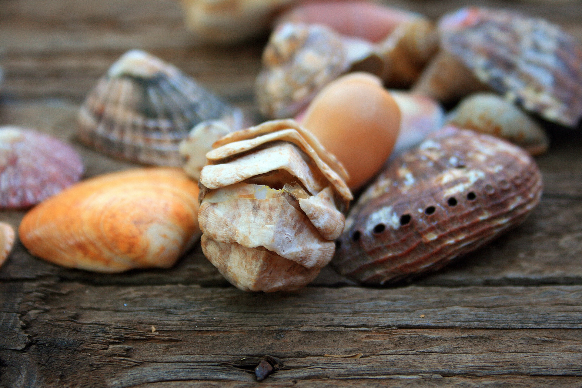 shells sea colours free photo