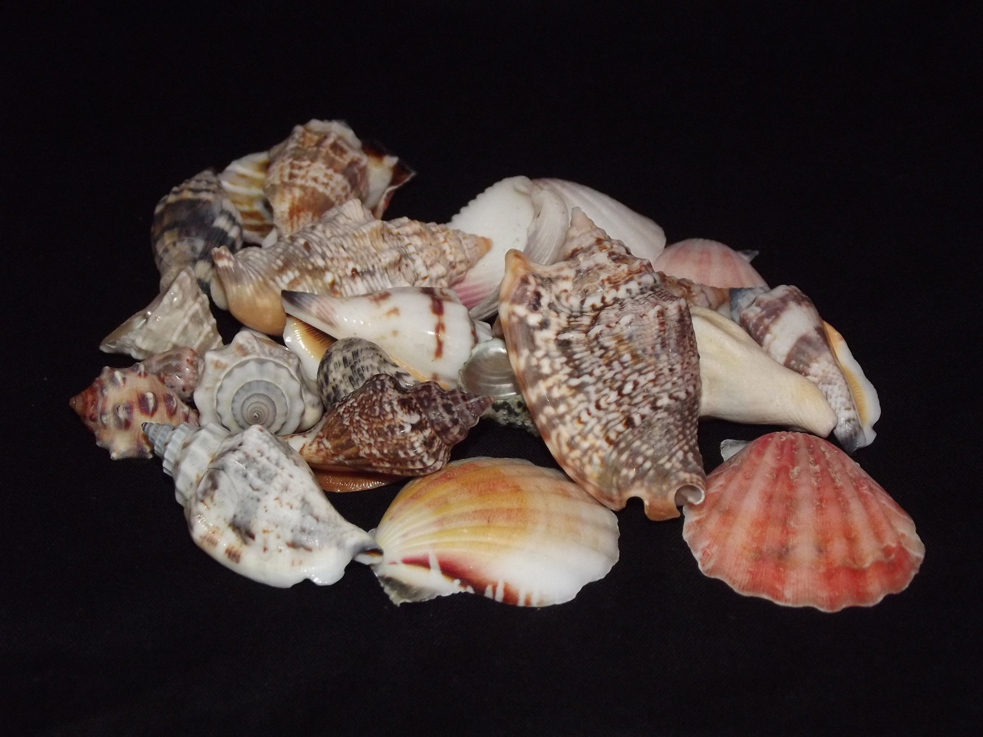 sea shells beach shells free photo