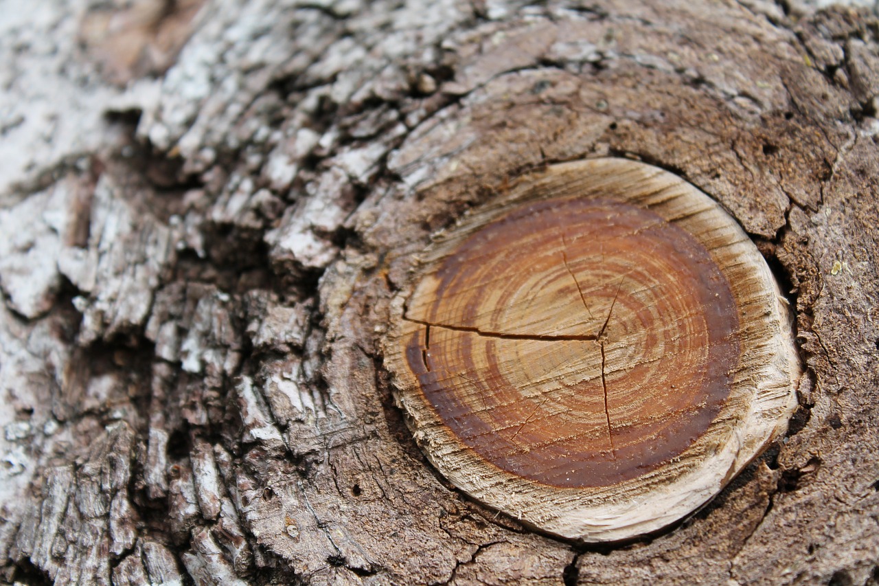 ast eye branch wood free photo