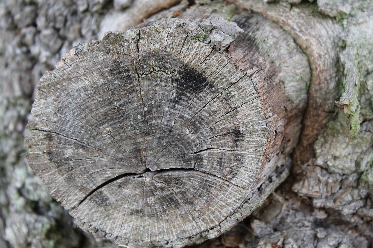 Ast goz. Кольца дерева текстура. Дерево с глазами. Saw a Tree Trunk. Tree Trunk Branch.