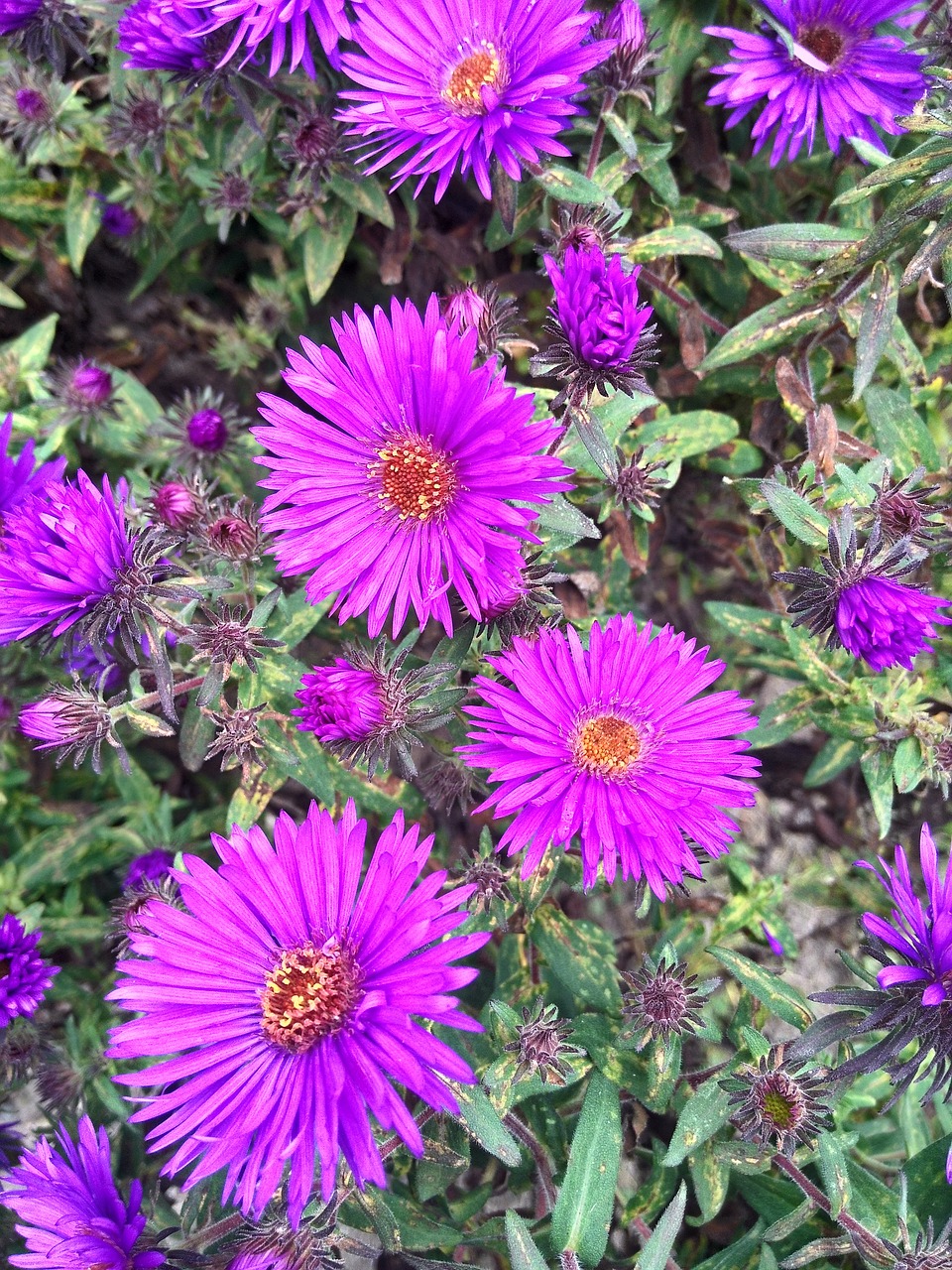 aster flower purple free photo