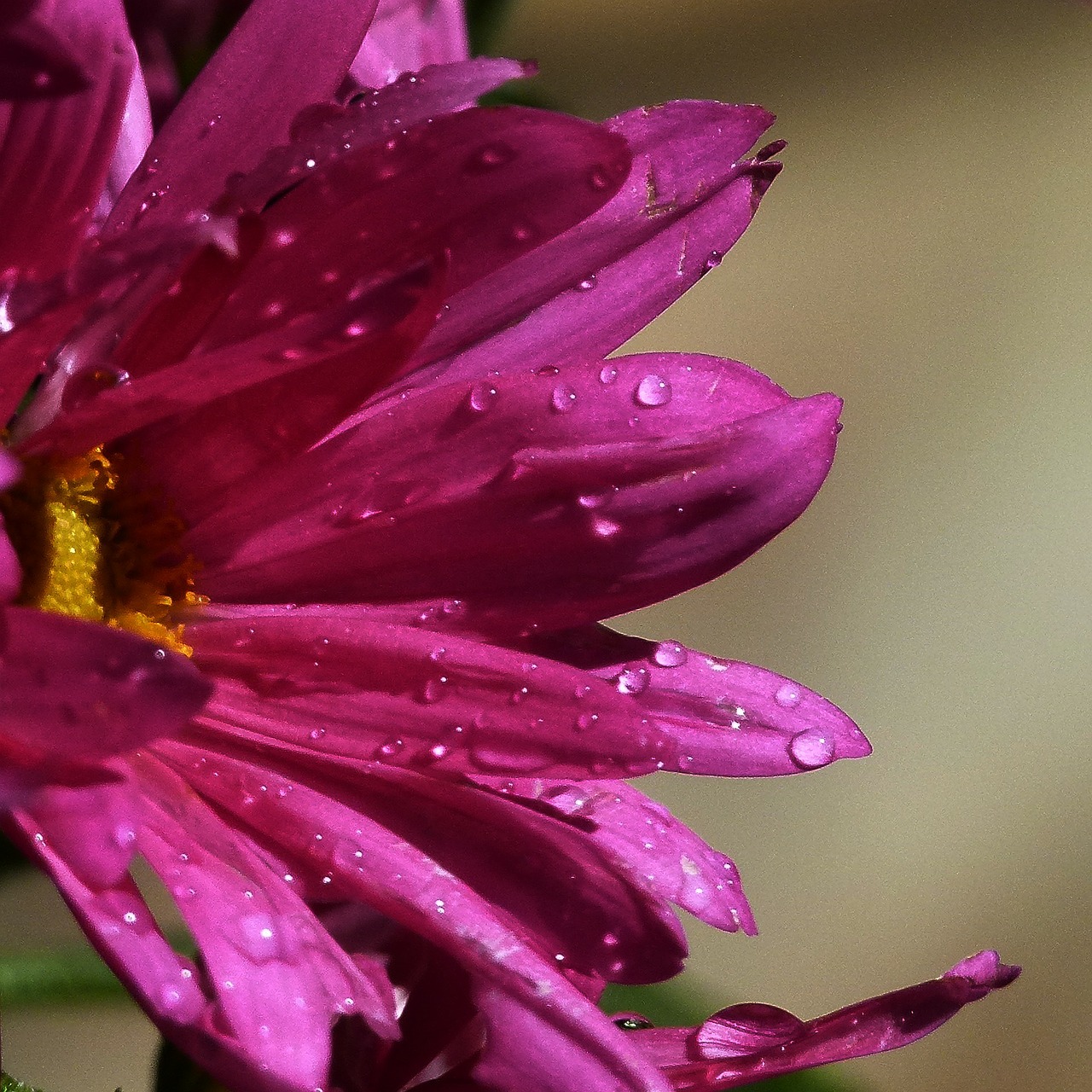 aster rain drops close-up free photo