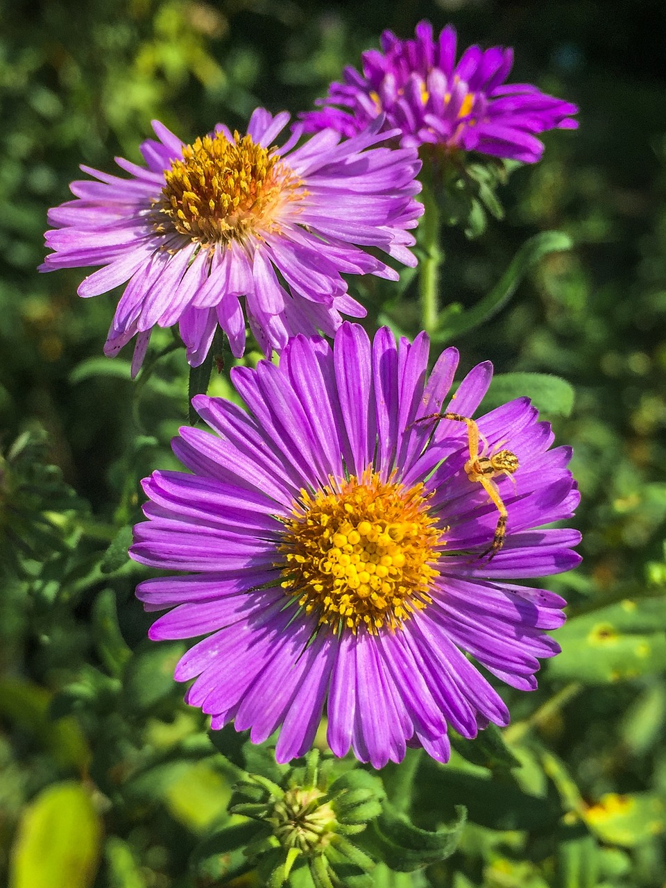 aster flower plant free photo
