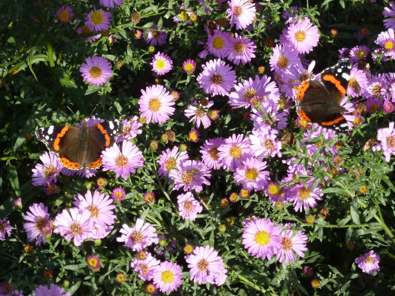 aster flower butterfly blossom free photo