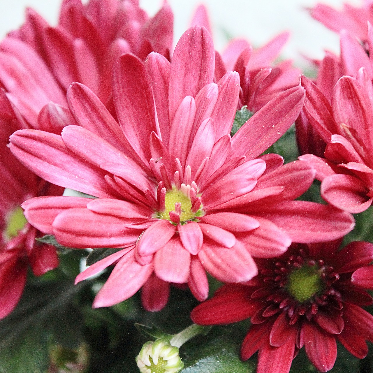 aster blossom bloom free photo