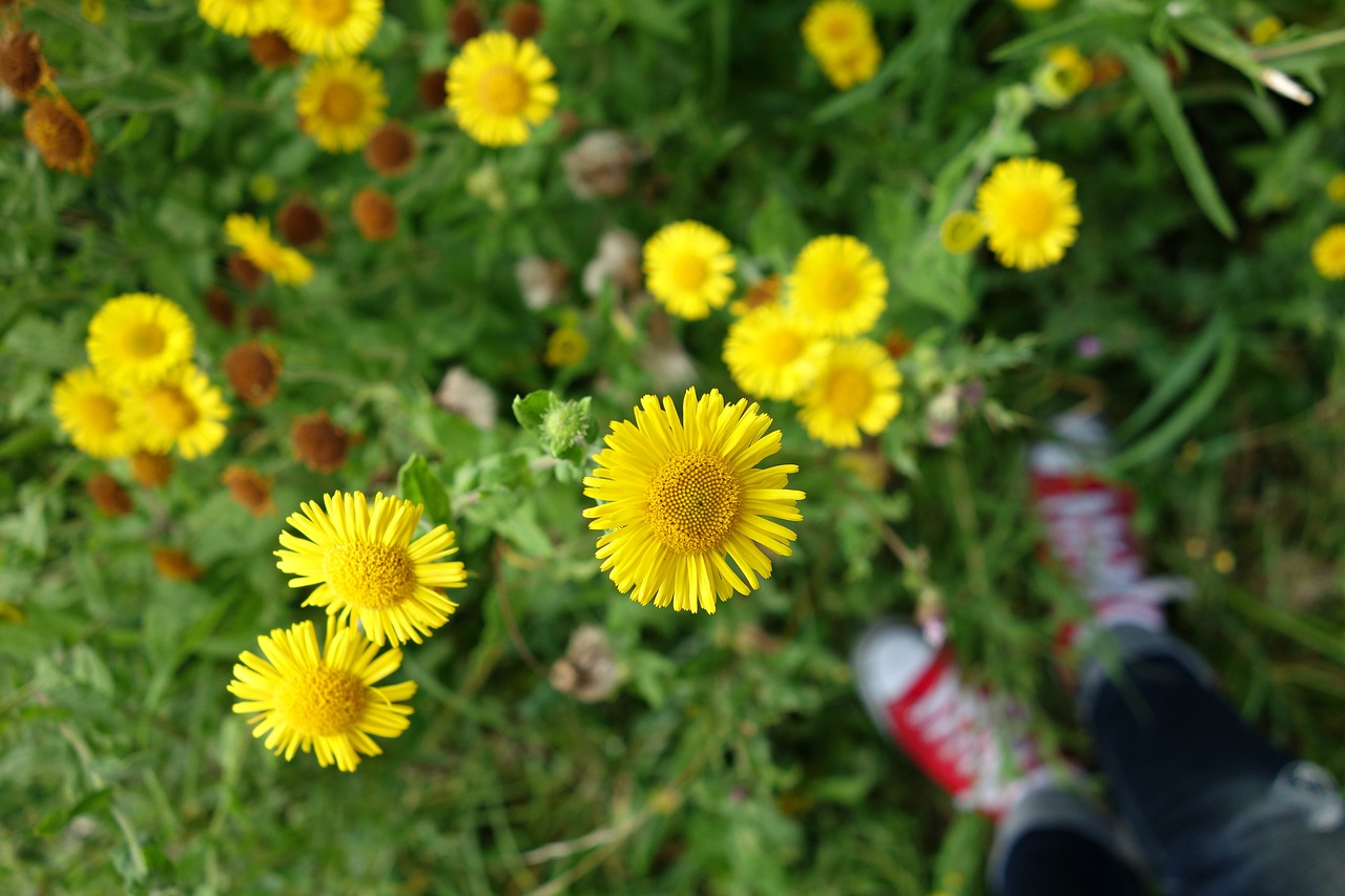 aster flower asteraceae free photo