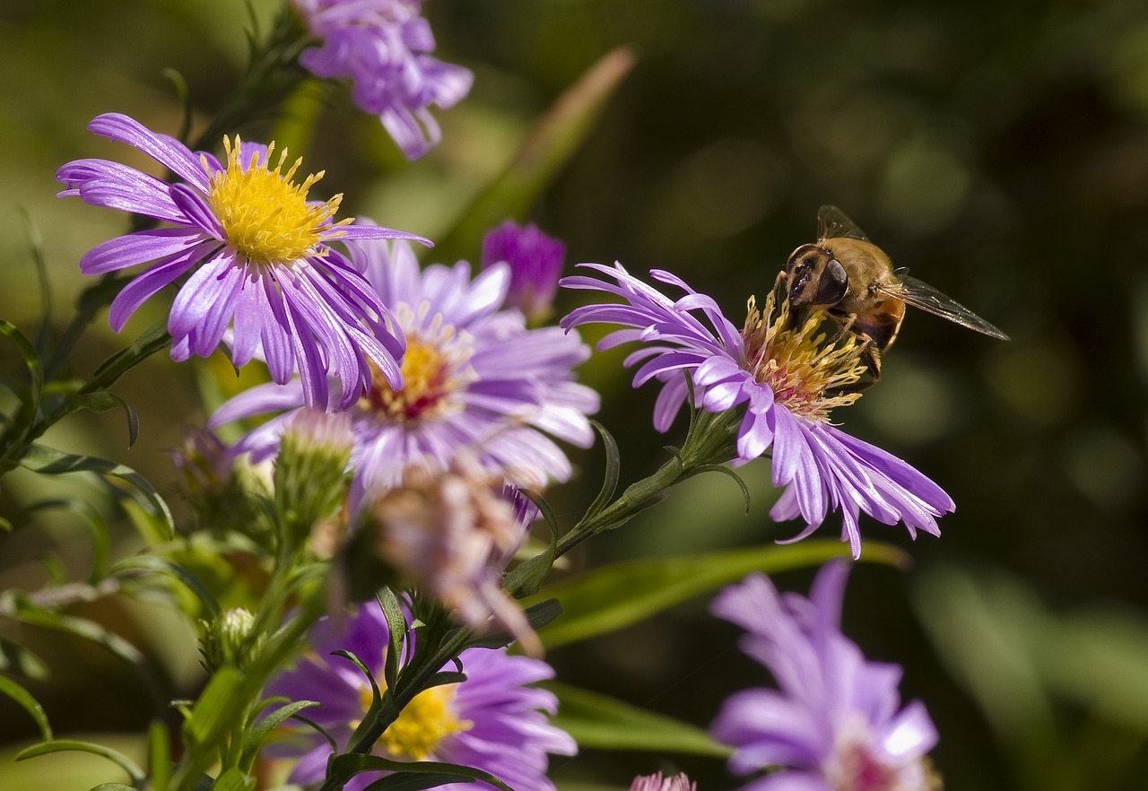 aster hoverfly mimicry free photo