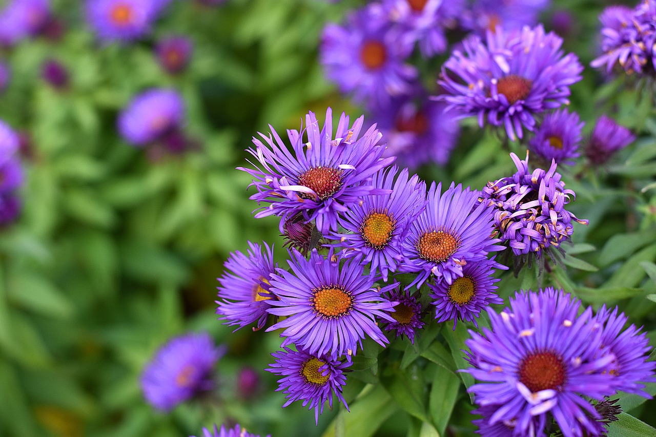 aster smooth aster aster laevis free photo