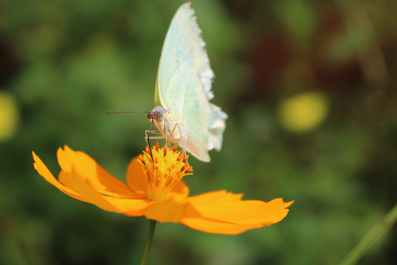 aster the butterfly yellow free photo