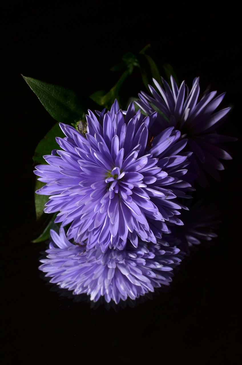 aster flower purple free photo