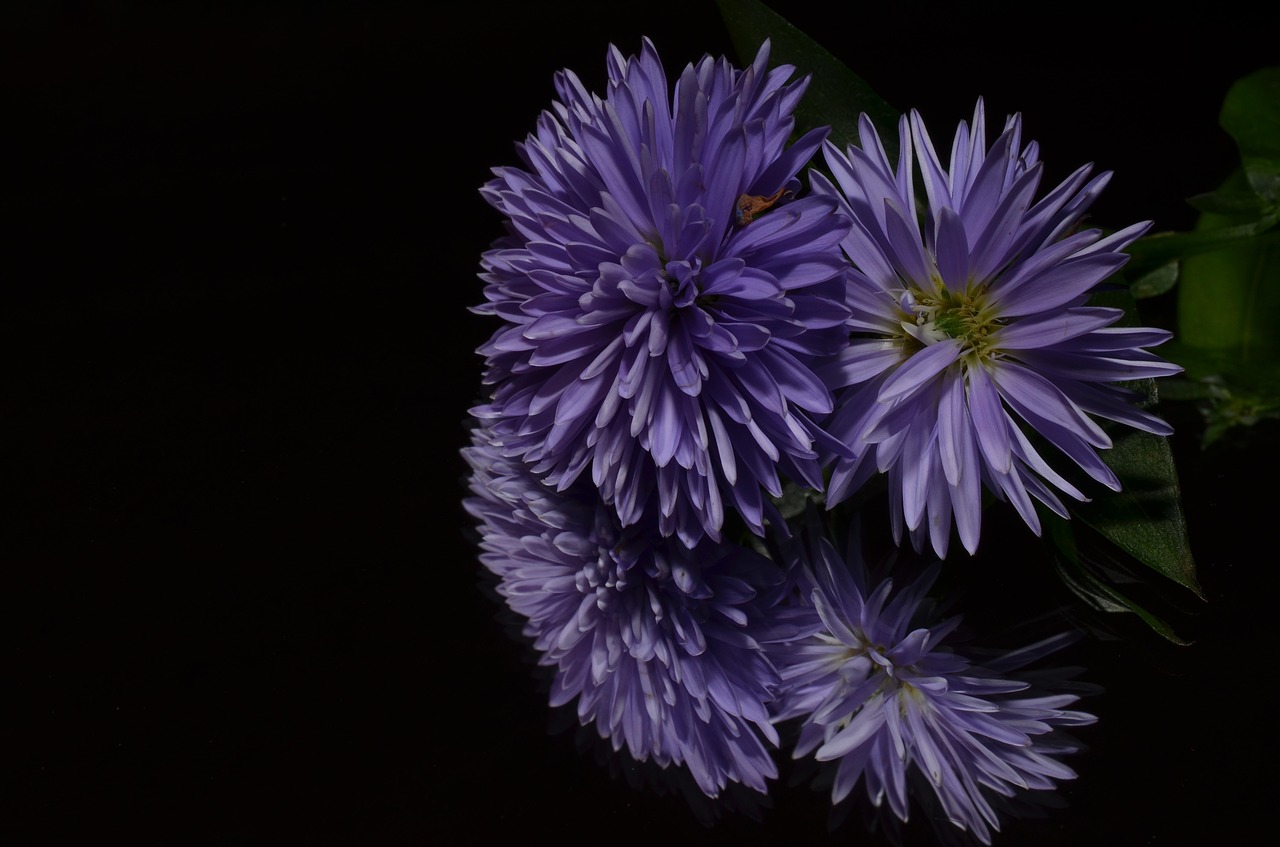 aster flower purple free photo