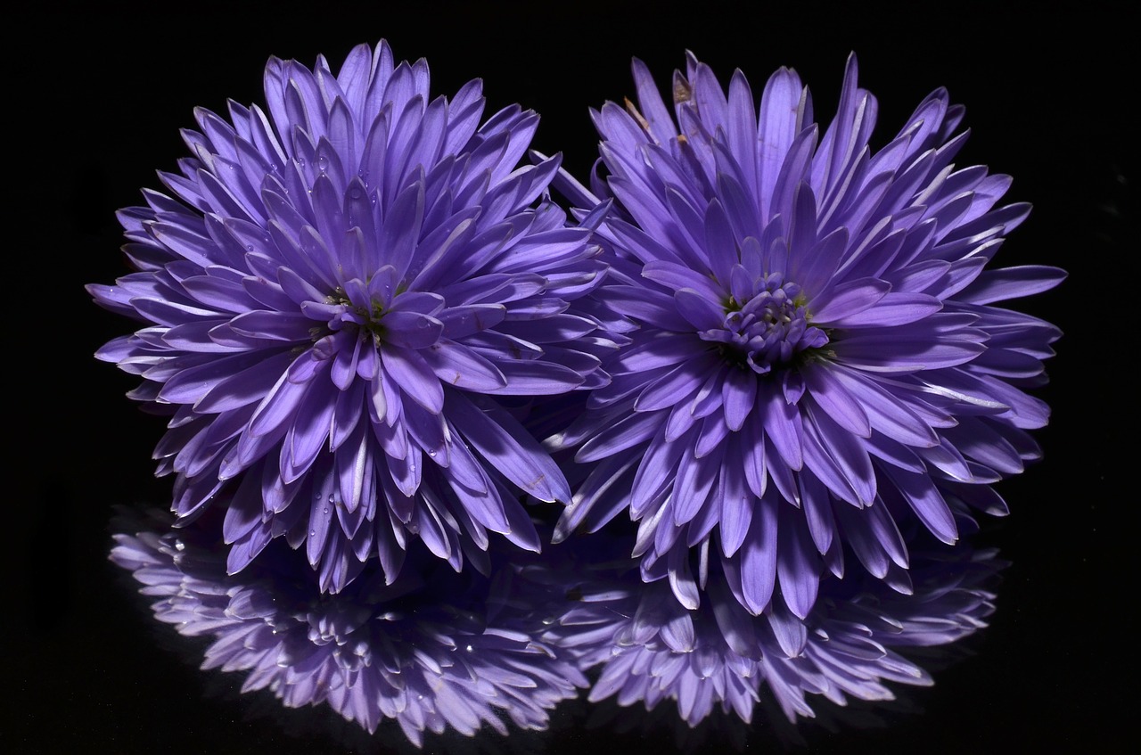 aster flower purple free photo