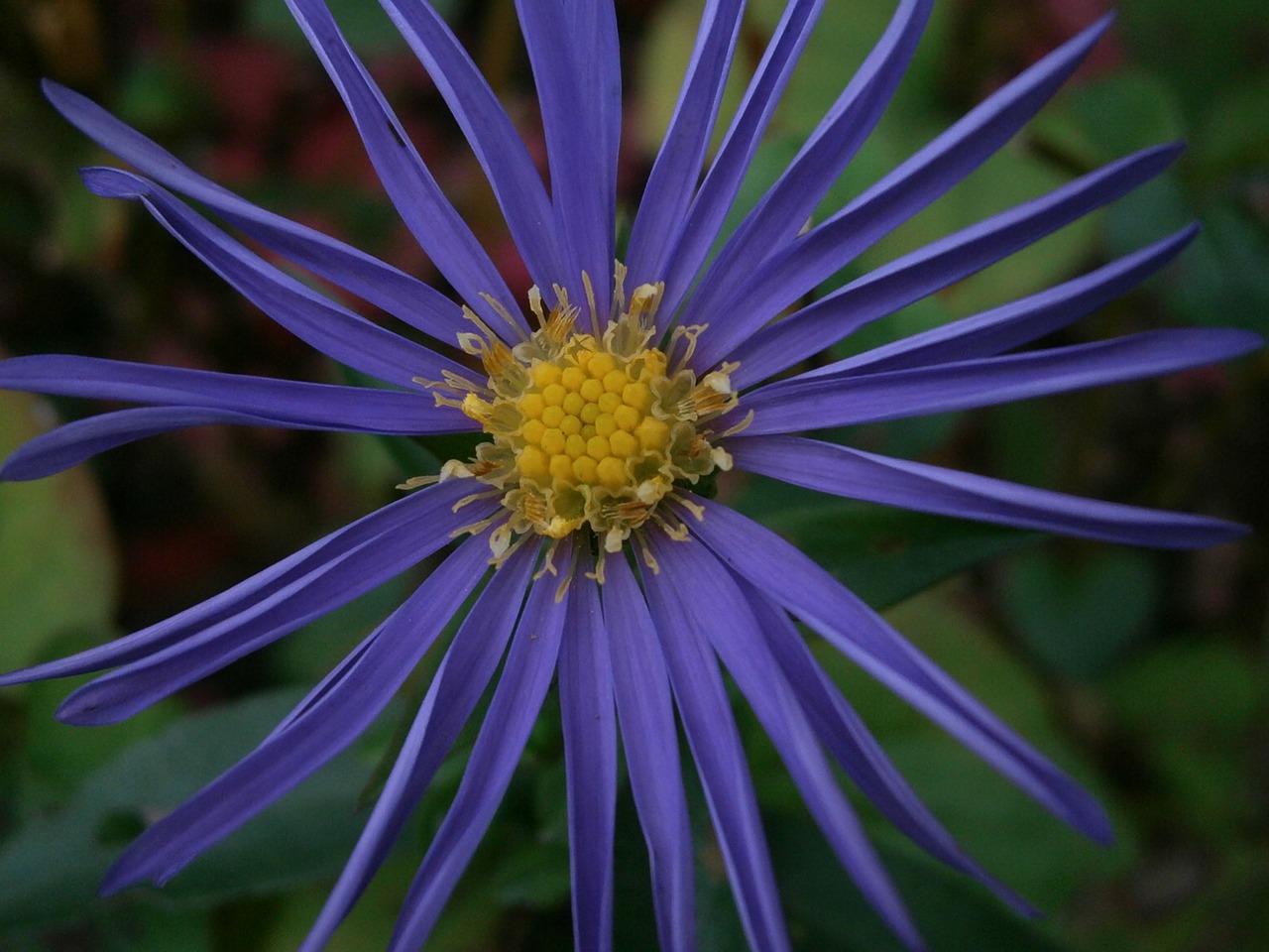 aster composites blossom free photo