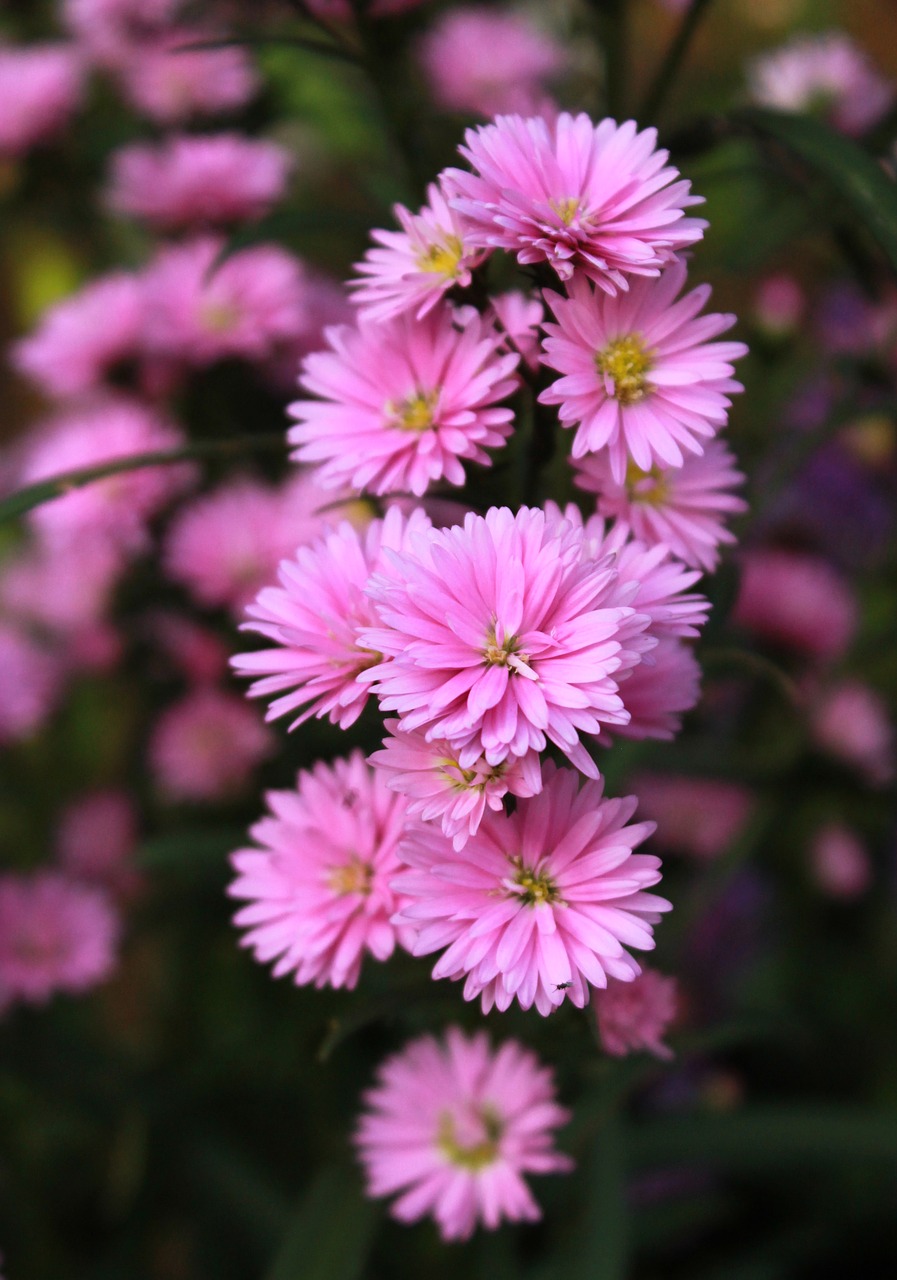 aster flower pink free photo