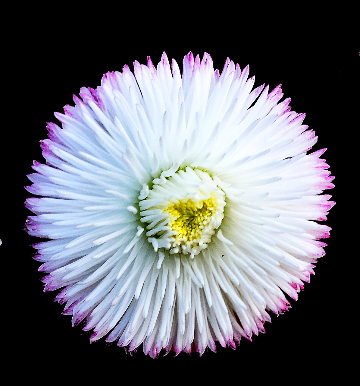 aster white flower free photo