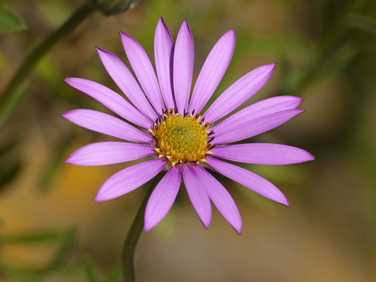 aster flower plant free photo