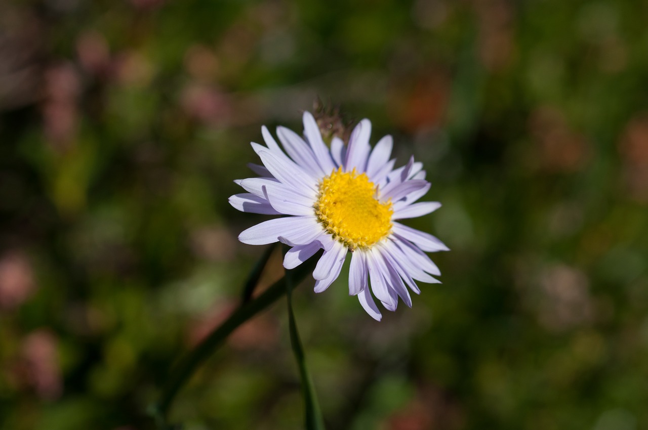 aster purple flower free photo